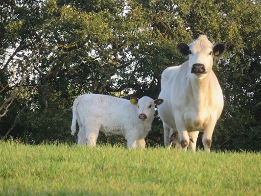 British White cattle